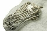 Fossil Crinoid (Platycrinites) - Crawfordsville, Indiana #269735-2